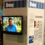 Sydney Olympic Park Sheep